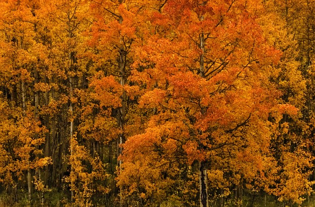 Orange Aspens 061a.jpg